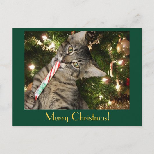 Kimber Cat Mange Sucre de canne Carte postale (Devant)