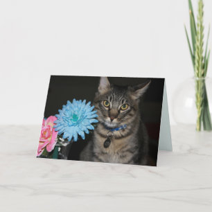 Kimber Cat Poses krijgen een goede kaart