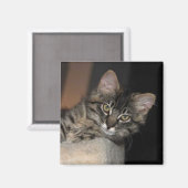 Kimber Chillin' Kitten Magnet (Recto/Verso)