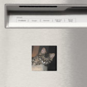 Kimber Chillin' Kitten Magnet (In Situ (Lave-vaisselle))
