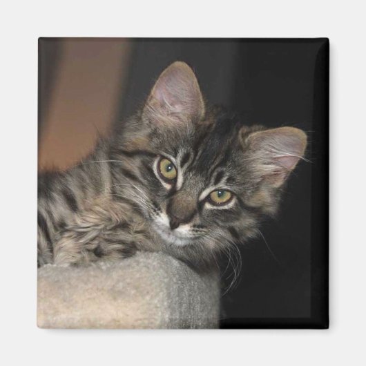 Kimber Chillin' Kitten Magnet (Devant)