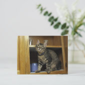 Kimber en carte postale (Debout devant)