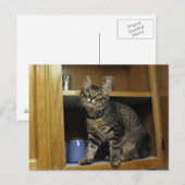 Kimber en carte postale (Devant / Derrière)