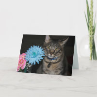 Kimber Pots de chat obtenir la carte de bien
