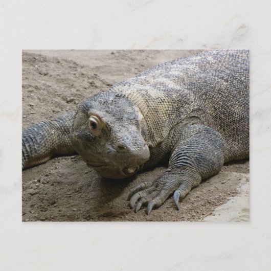 Kimodo Dragon Briefkaart (Voorkant)