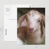 Kind Geitte Briefkaart (Voorkant / Achterkant)