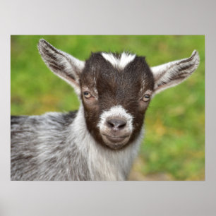 Kind Pygmy Pet Goat Poster