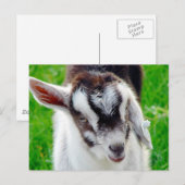 Kind van geiten briefkaart (Voorkant / Achterkant)