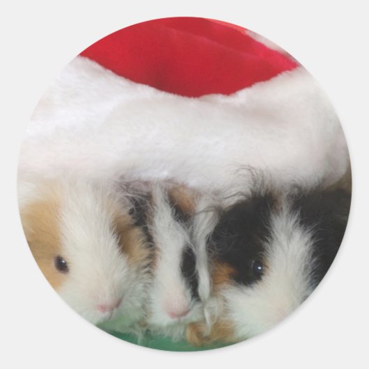 Kinder kerst cavia's Stickers (Voorkant)