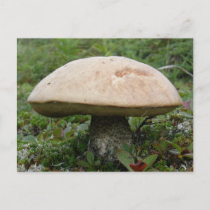 King Boletus Mushroom op Unalaska Island Briefkaart