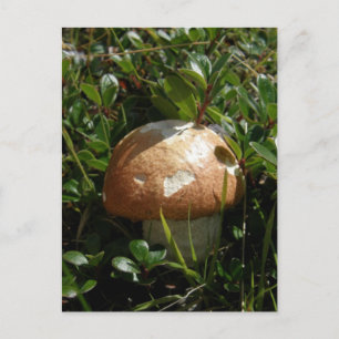 King Boletus Mushroom, Unalaska Island Briefkaart