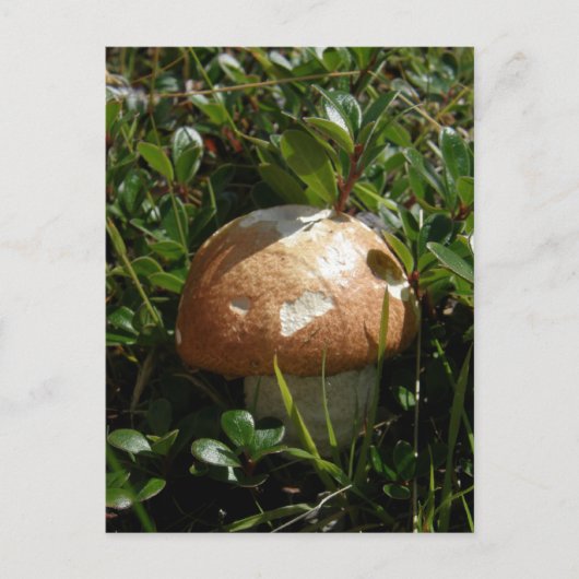 King Boletus Mushroom, Unalaska Island Briefkaart (Voorkant)