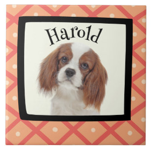 King Charles Cavalier aangepast foto-lijst Tegeltje