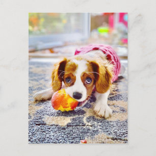 King Charles Cavalier Puppy Ansichtkaart Briefkaart