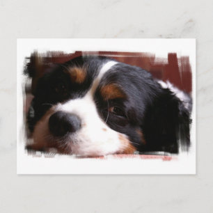 King Charles Cavalier Spaniel Briefkaart