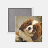King Charles Cavalier Spaniel Magnet (Recto/Verso)