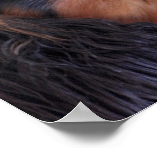 King Charles Cavalier Spaniel Puppy Poster (Hoek)