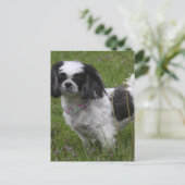 King Charles Spaniel Briefkaart (Staand voorkant)