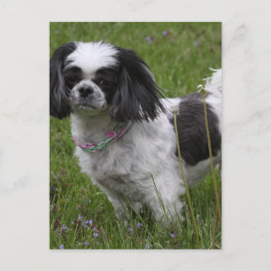 King Charles Spaniel Briefkaart