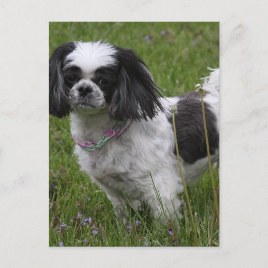 King Charles Spaniel Briefkaart (Voorkant)