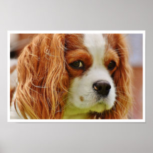 King Charles Spaniel Face Poster
