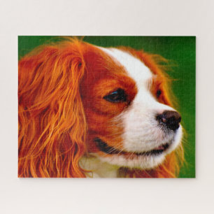 King Charles Spaniel hond. Legpuzzel