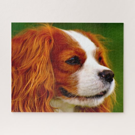 King Charles Spaniel hond. Legpuzzel (Horizontaal)