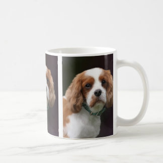 King Charles Spaniel Mok