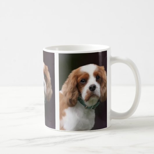 King Charles Spaniel Mok (Rechts)