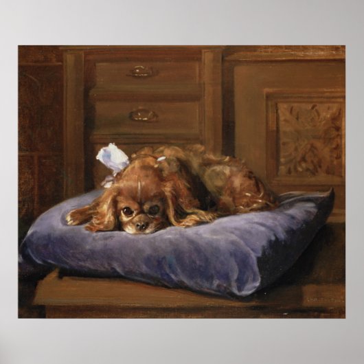 King Charles Spaniel Poster (Voorkant)