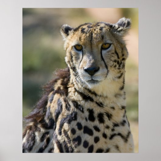 King Cheetah Poster (Voorkant)