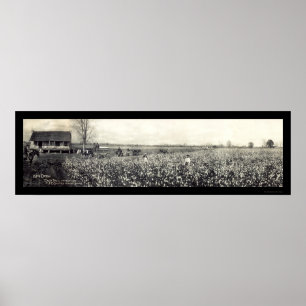 King Cotton Picking Foto 1907 Poster