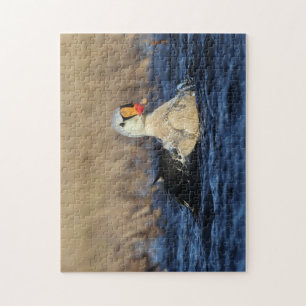 King Eider Vogelpuzzel Legpuzzel
