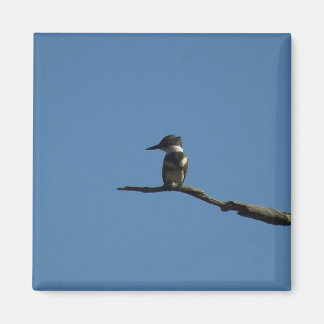King Fisher Magneet