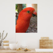 King Parrot - Australian Native Bird Series Poster (Keuken)
