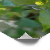 King Parrot Poster (Hoek)