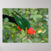 King Parrot Poster (Voorkant)