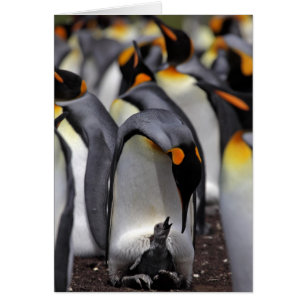 King Penguin