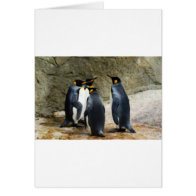 King Penguin (Voorkant)