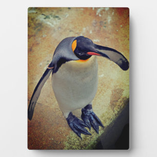 King Penguin Edinburgh Zoo Scotland Fotoplaat
