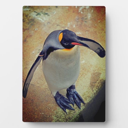 King Penguin Edinburgh Zoo Scotland Fotoplaat (voorkant)