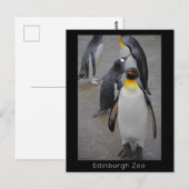 King Penguin & Friends Edinburgh Zoo Scotland Briefkaart (Voorkant / Achterkant)