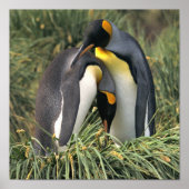 King Penguin Lovers Poster (Voorkant)