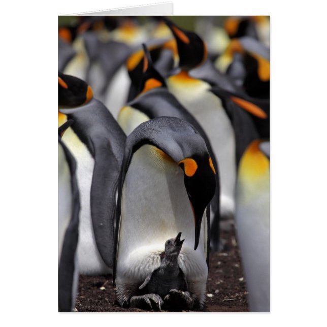 King Penguin met Chick (Voorkant)