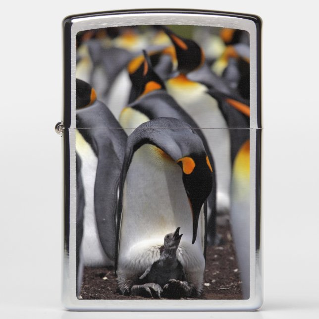 King Penguin met Chick (Voorkant)