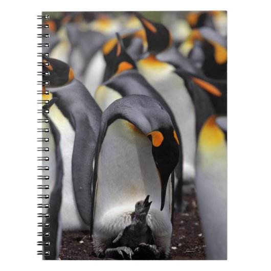 King Penguin met Chick Notitieboek (Voorkant)