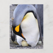 King Penguin met Egg Briefkaart (Voorkant)