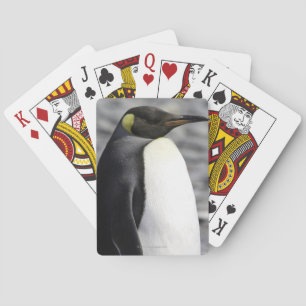 King Penguin, Salisbury Plain, Zuid-Georgië Speelkaarten