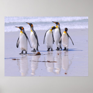 King Penguins bij Beach Poster