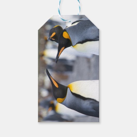 King Penguins Cadeaulabel (Voorkant)